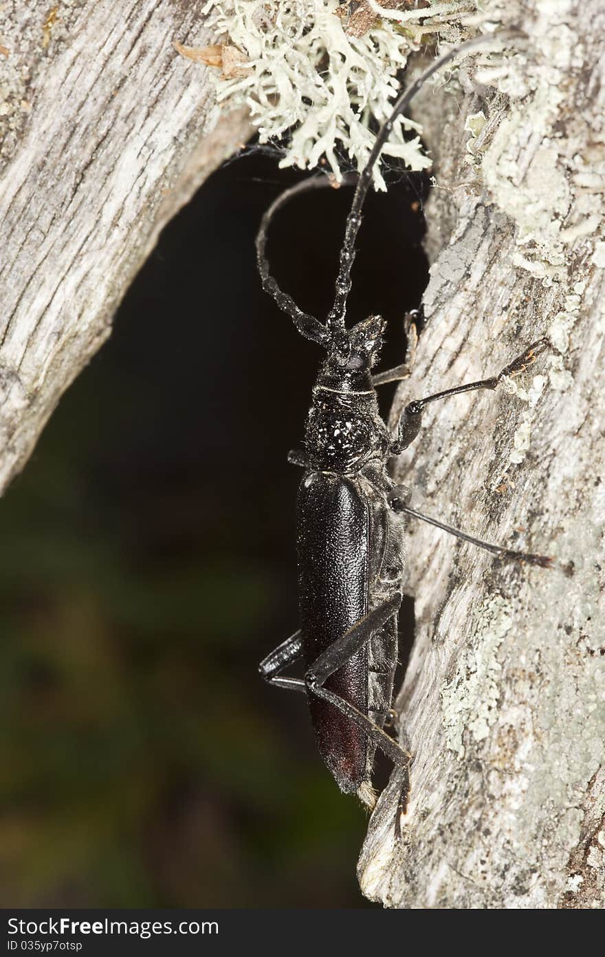 Great capricorn beetle (Cerambyx cerdo)