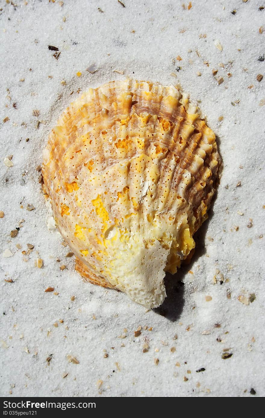 Sea shells scraped together on the beach. Sea shells scraped together on the beach