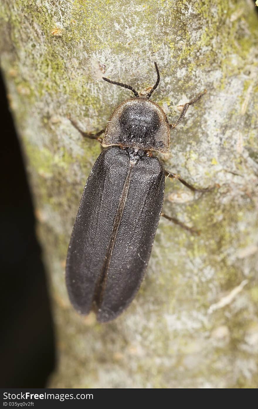 Male common glow-worm (Lampyris noctiluca)