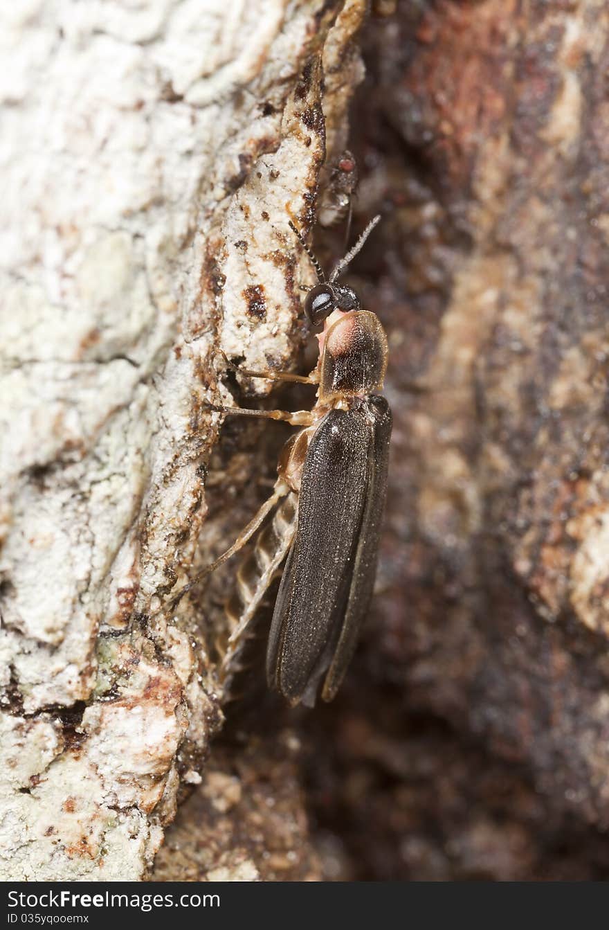 Male Common Glow-worm (Lampyris Noctiluca)