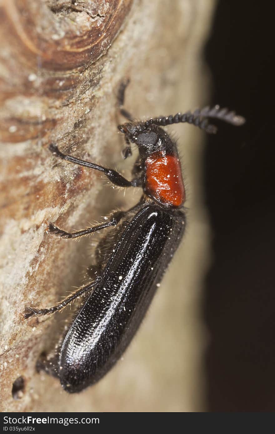 Tillus Elongatus Laying Egg