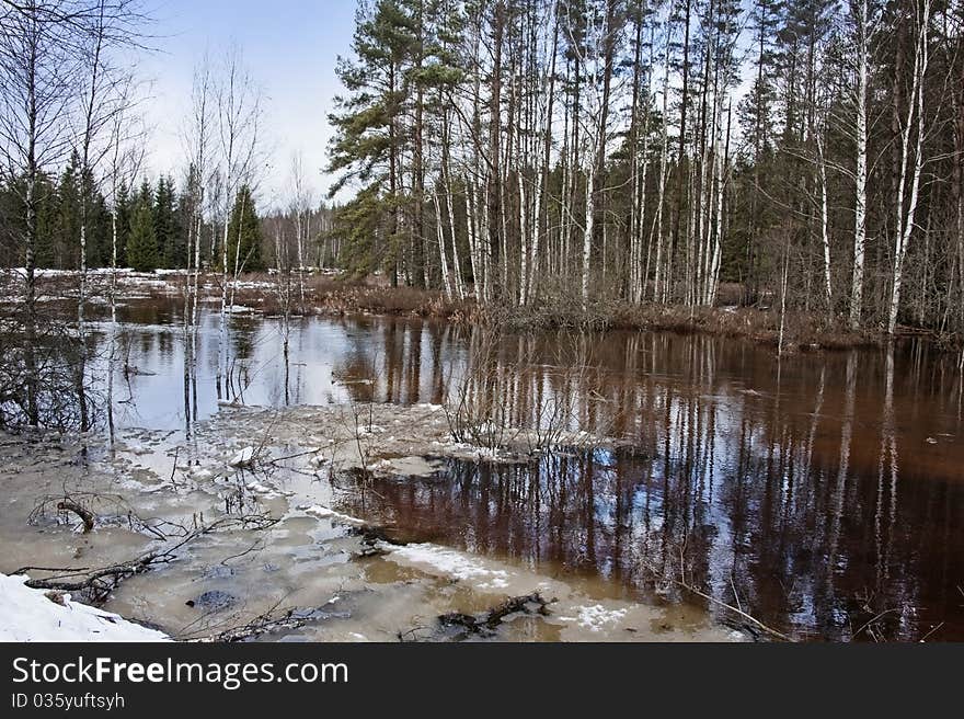 Swamp forest