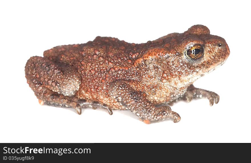 Baby Common toad (Bufo bufo)