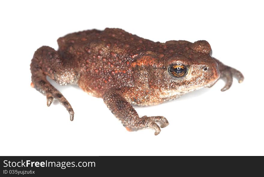 Baby Common toad (Bufo bufo)