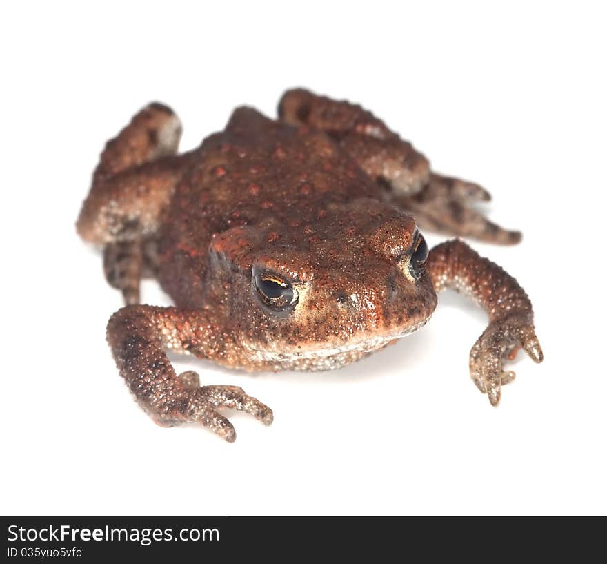 Baby Common toad (Bufo bufo) isolated on white background.