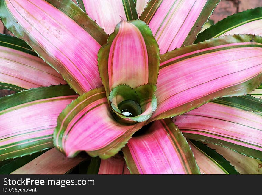 Flower of tillandsia on white background.