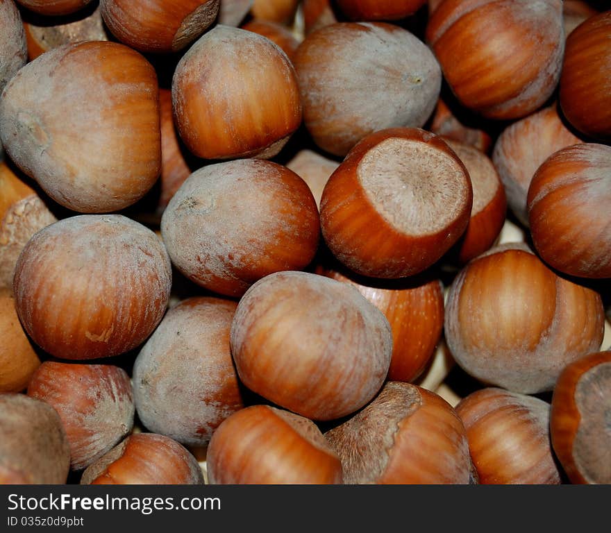 View of a group of hazelnuts at fall.