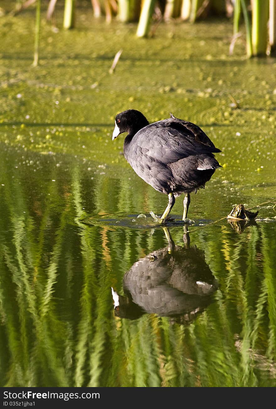 Coots are common in ponds and lakes and feed by diving for aquatic plants. Coots are common in ponds and lakes and feed by diving for aquatic plants.