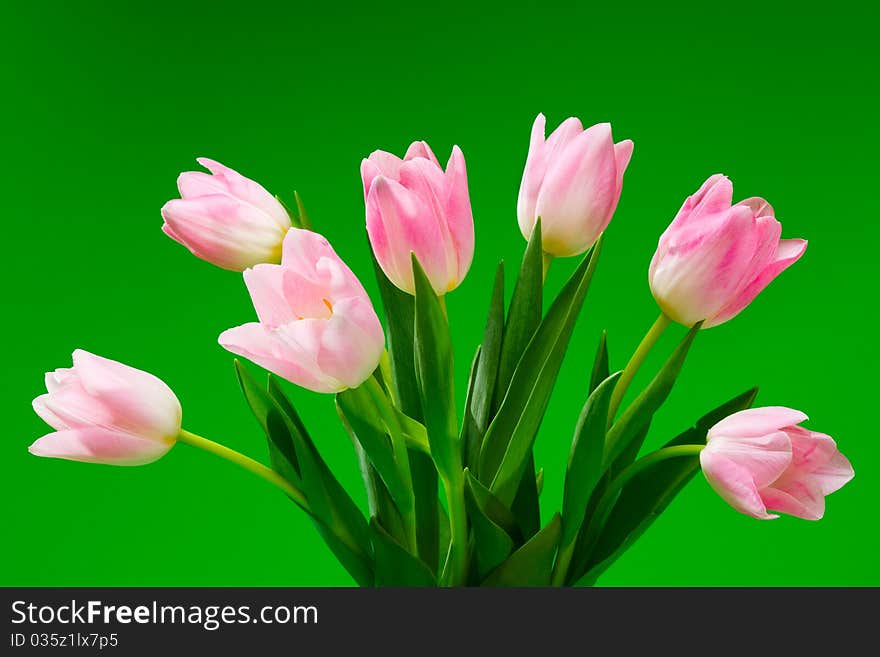 Pink Tulips On  Green Background