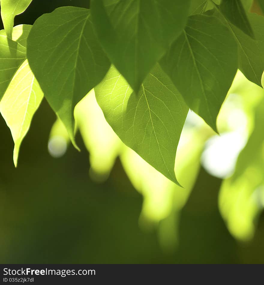 Fresh green leaves in springtime.