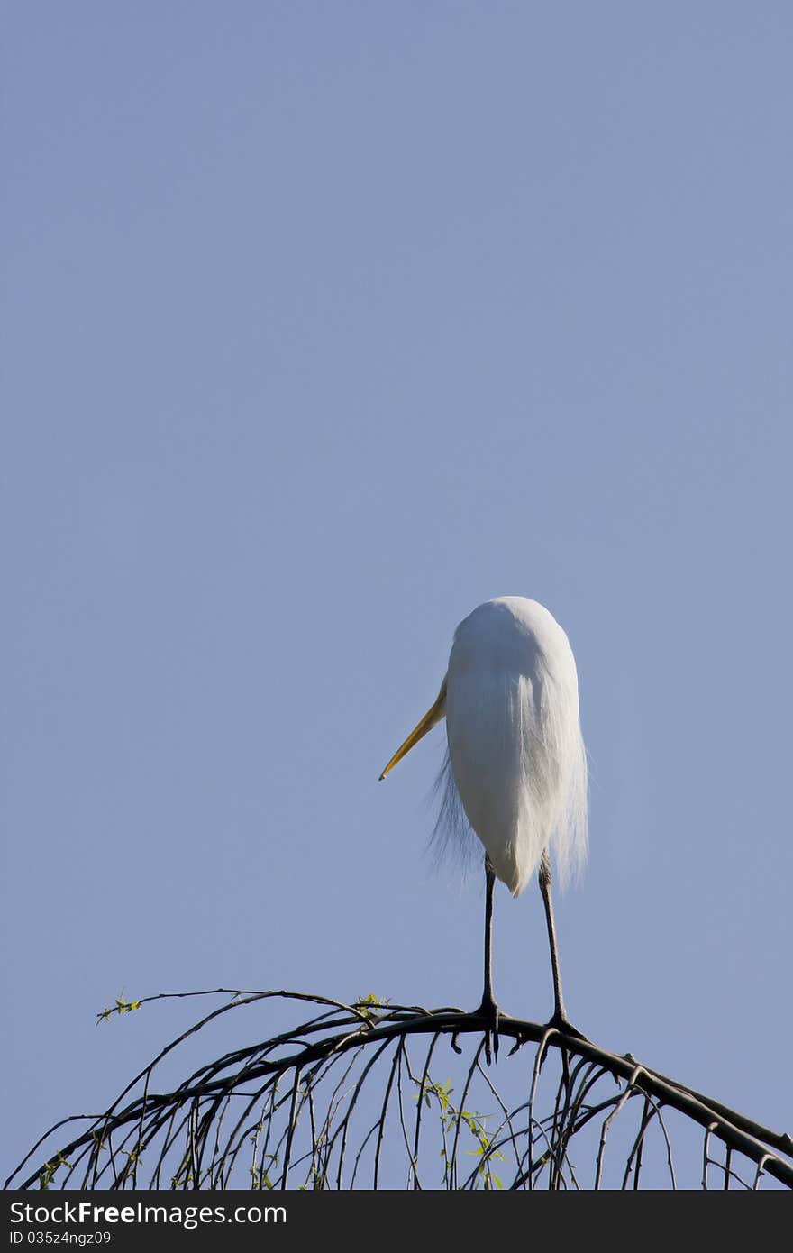 Egret Standing on Branch