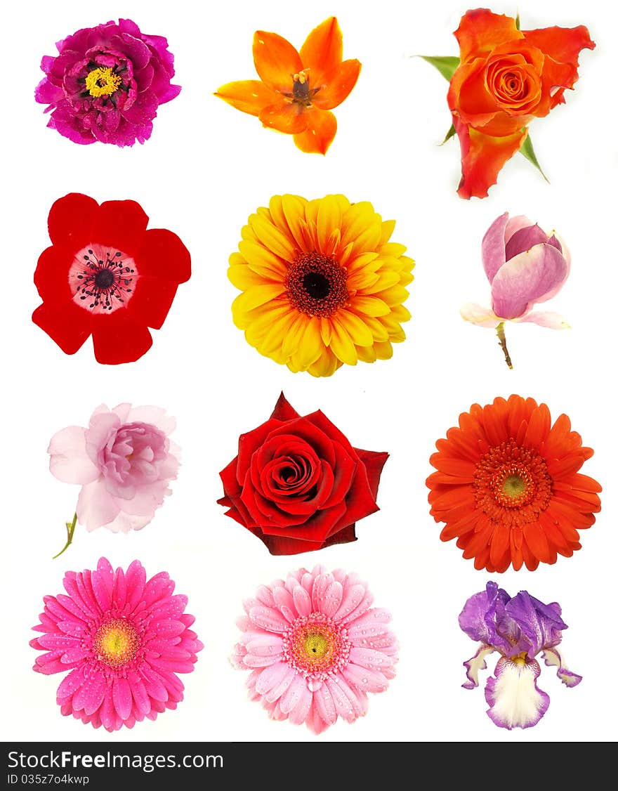 COllection of colored flowers blossoms on white background