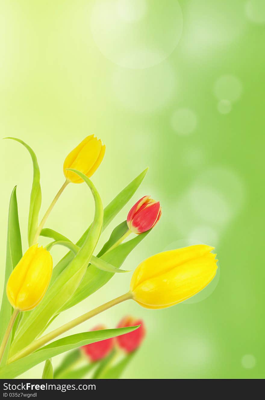 Colored tulips on shiny blur background