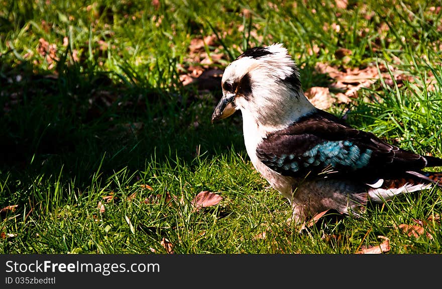 A kookaburra bird looking for food on the grass.