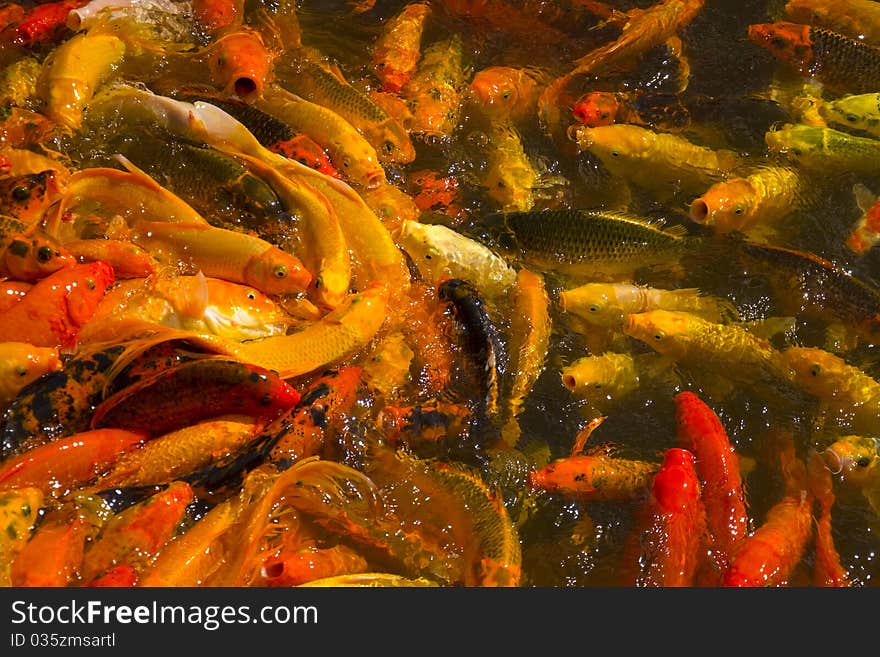 The View Of Koi (fish) Feeding Frenzy In Pond