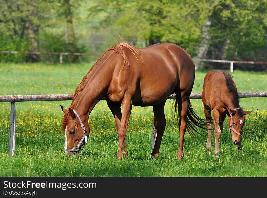 Hotbloded horses are one of the most beautiful animals. Hotbloded horses are one of the most beautiful animals.