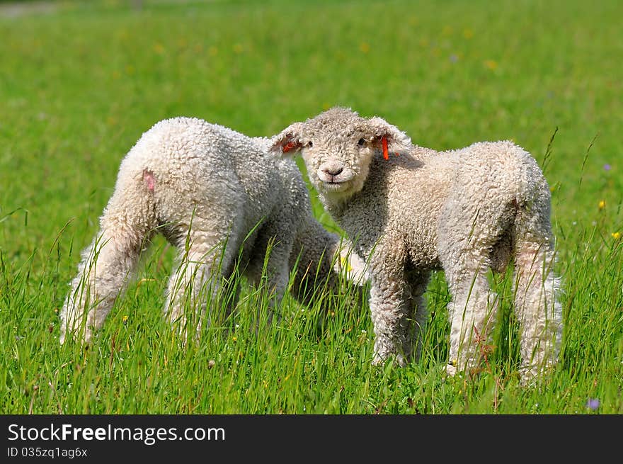 Cute lambs