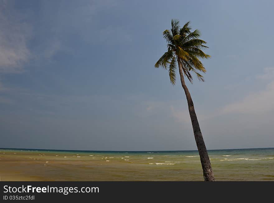 Samui beach coconut palm tree. Samui beach coconut palm tree