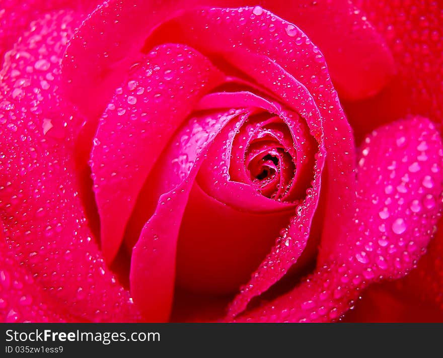 Close up rose and drops