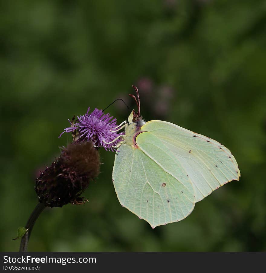 Female Common Brimstone