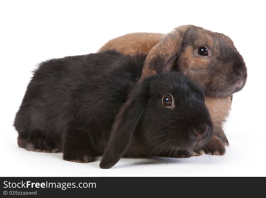 Brown and black lop eared rabbits, isolated on white