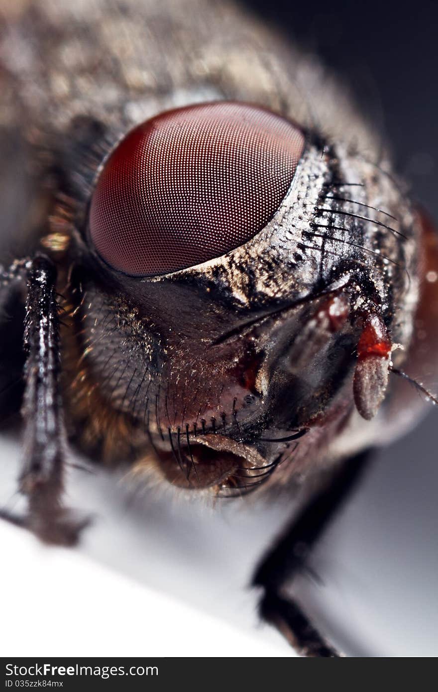 Housefly, close-up of eyes