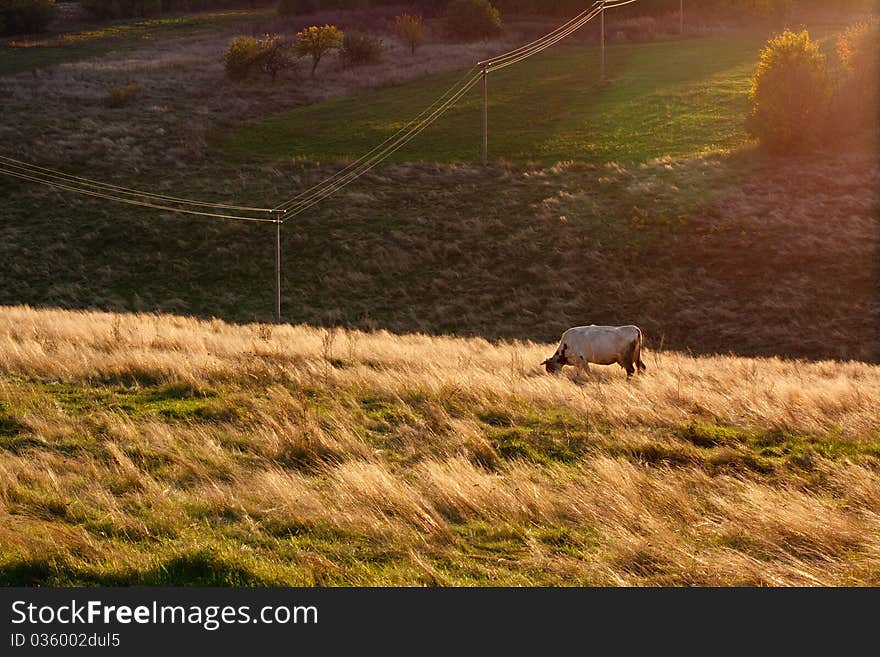 Ukrainian Countryside Landscape