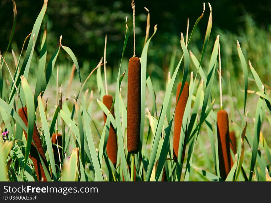 Reed. In the swamp big beautiful reeds