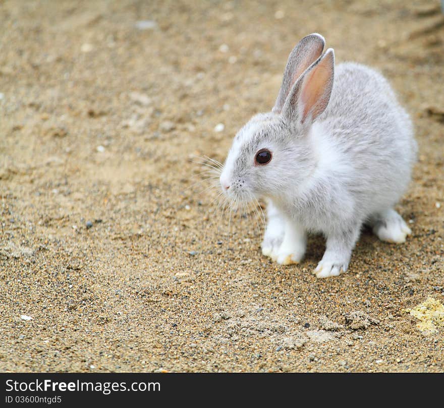 I've taken the rabbit in 2010. I've taken the rabbit in 2010.