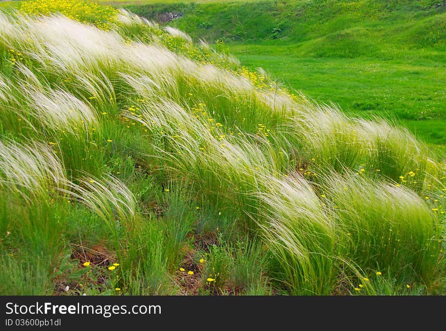 Meadow. Grows a lot of grass. Meadow. Grows a lot of grass