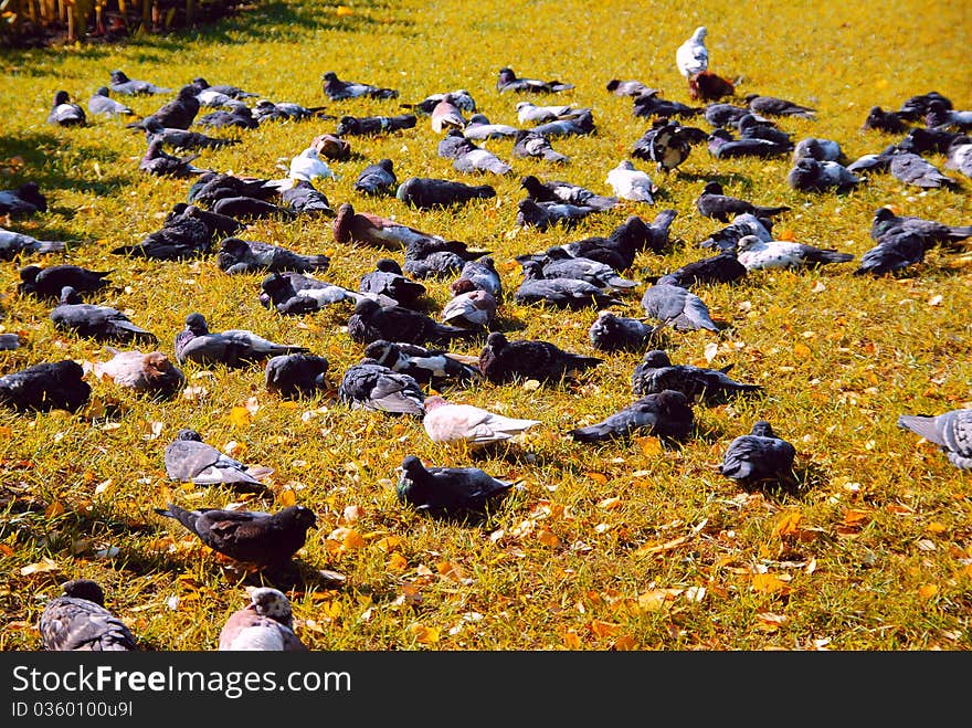 Rest on the grass