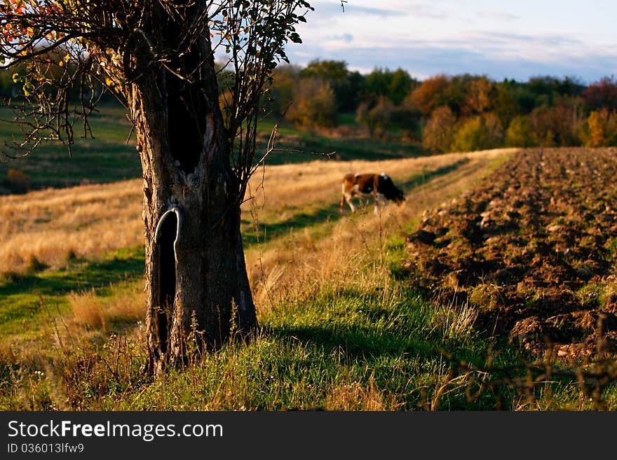 Ukrainian Countryside Landscape