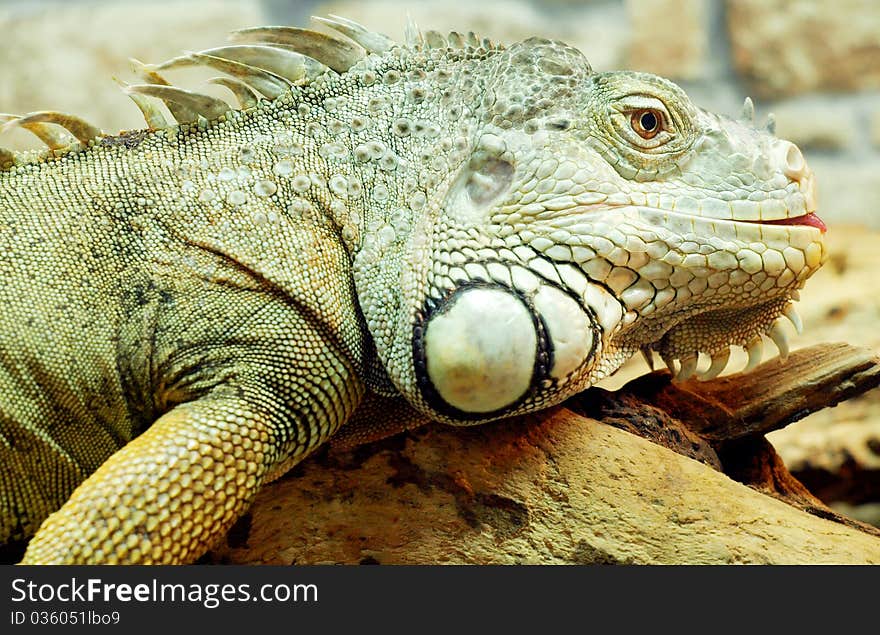 Iguana shot at close up range. Iguana shot at close up range