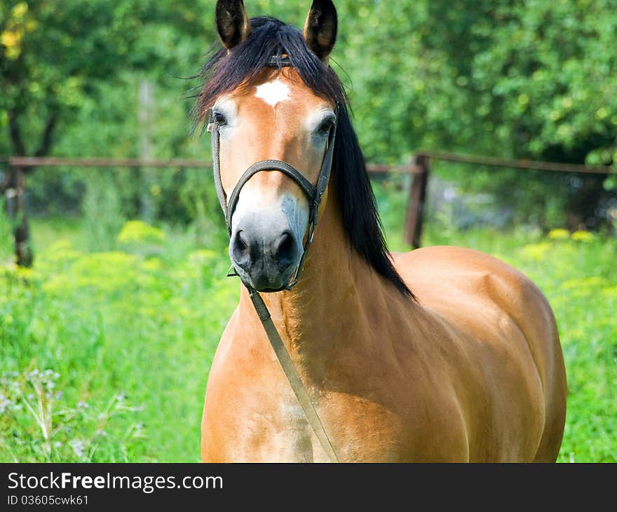 Brown horse grazing on pasture