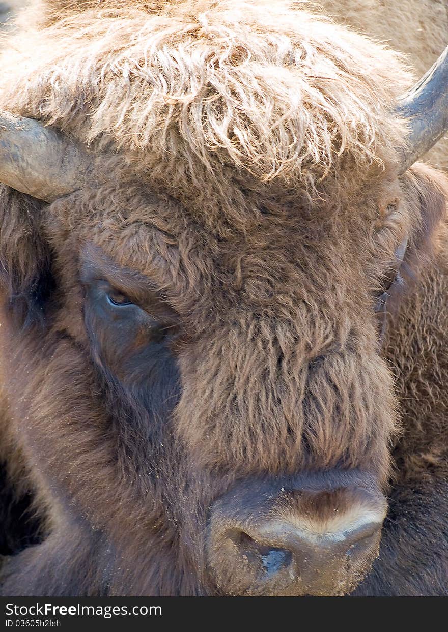 A huge bison at close up range