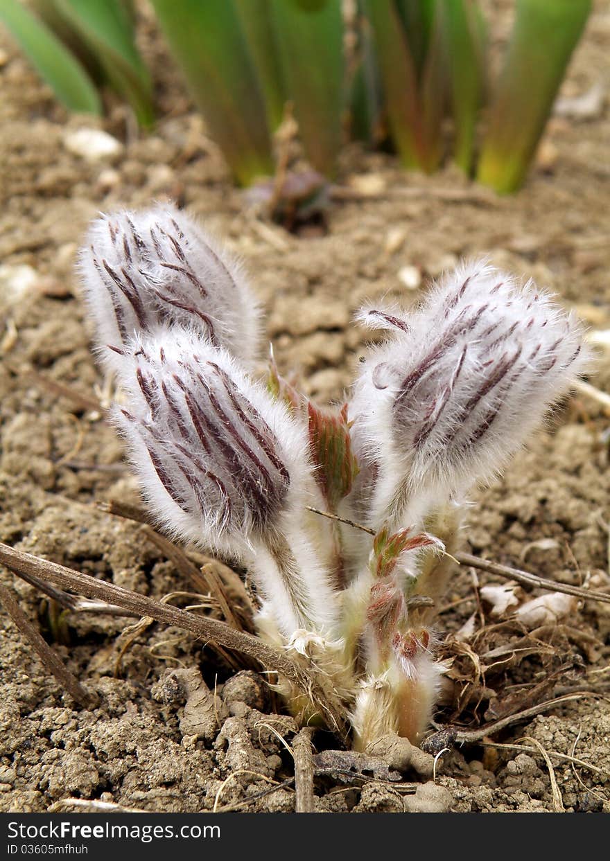 Pulsatila patens,group of pasque flower