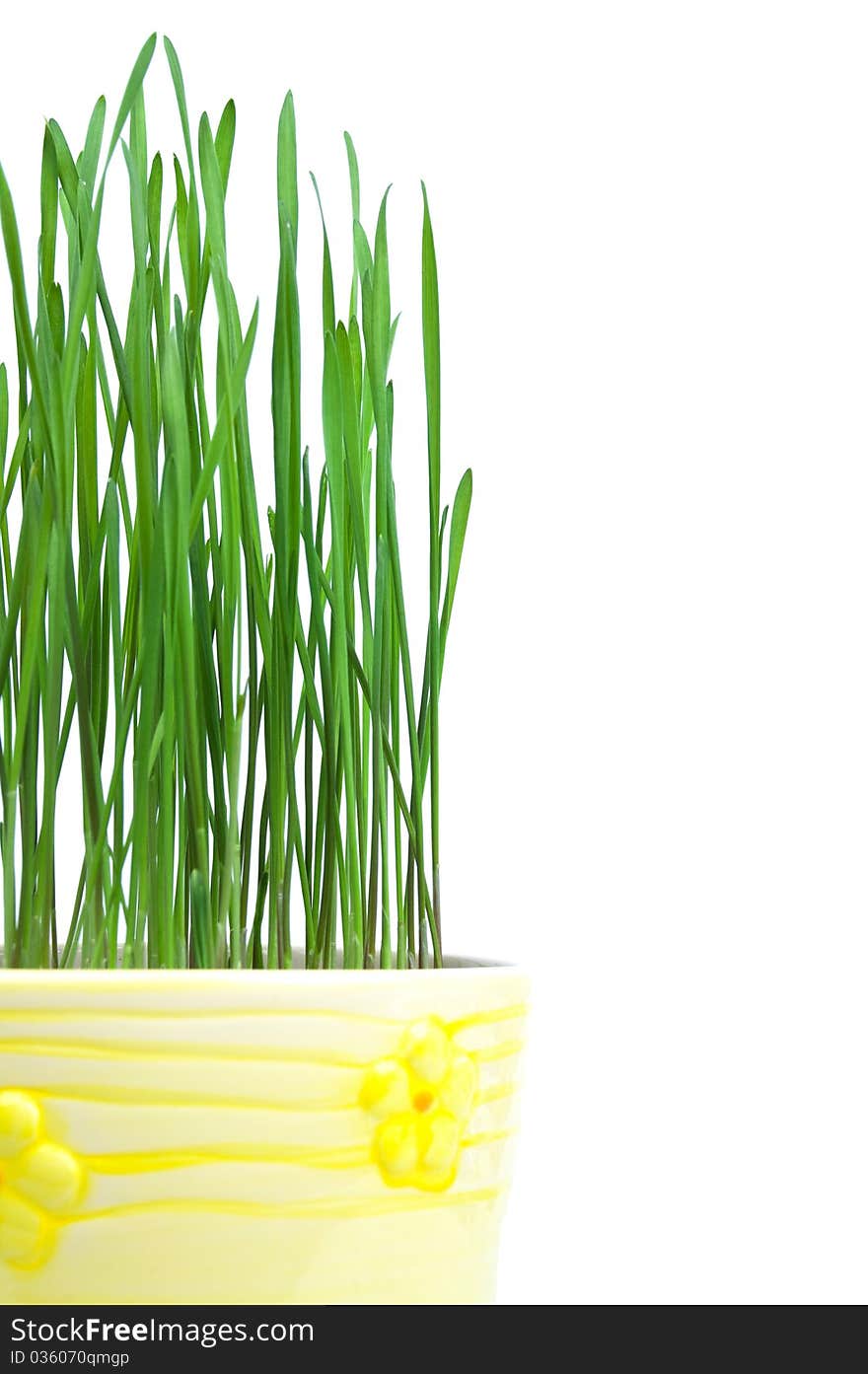 Green grass in yellow flowerpot