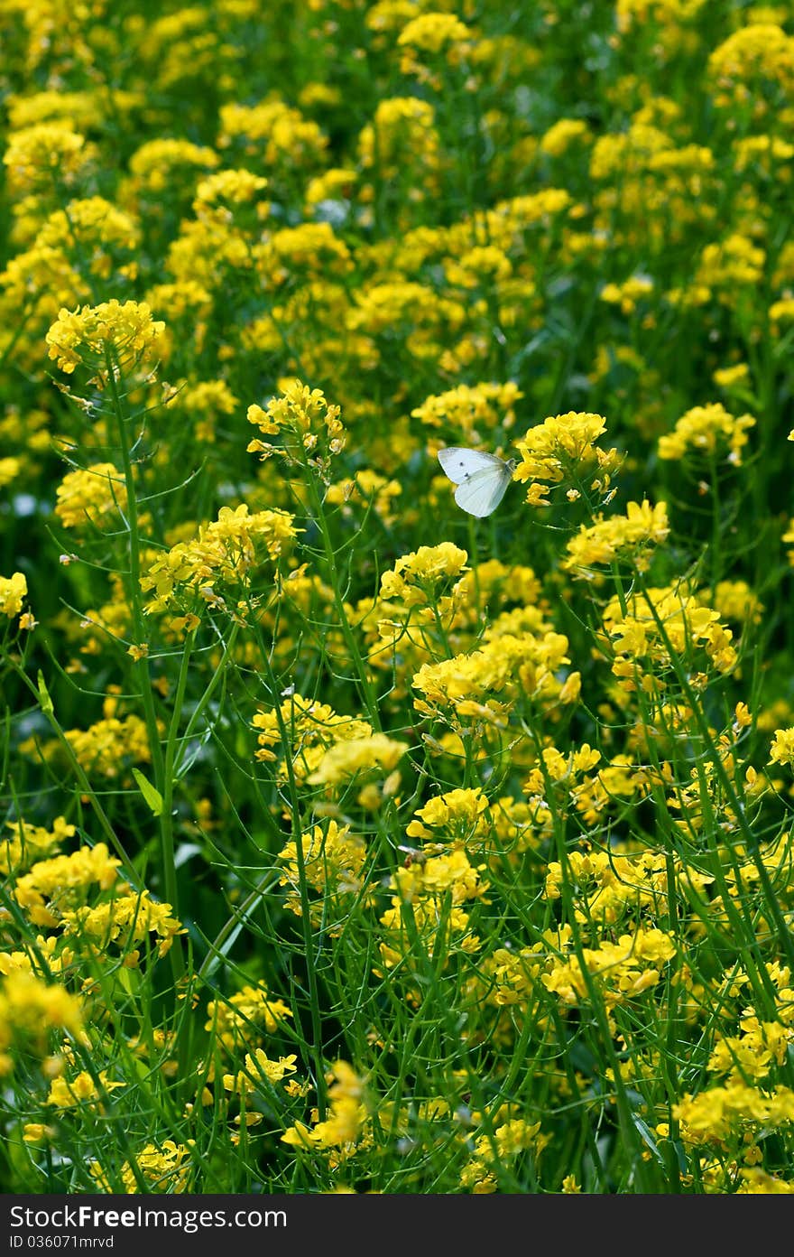 Butterfly On The Flower - Spring