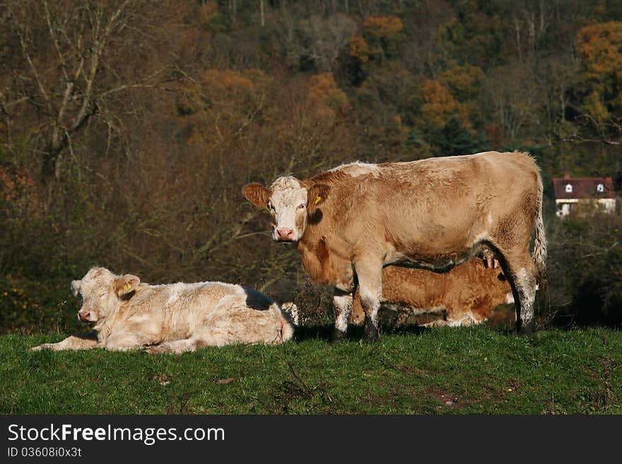 A mother cow and her calf relax in the autumn sunshine. A mother cow and her calf relax in the autumn sunshine.