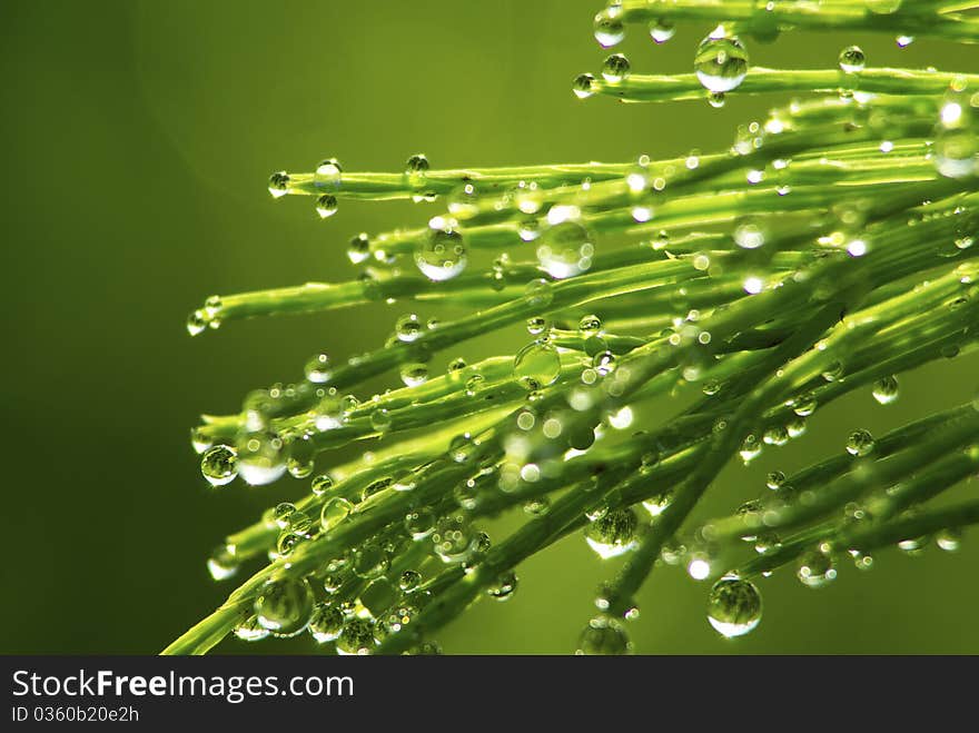 Dew drop on a blade of grass