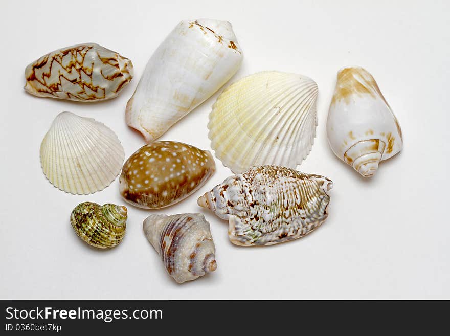 Selection of various sea shells