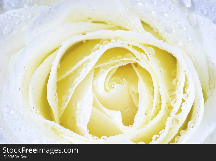 A close-up of a white rose