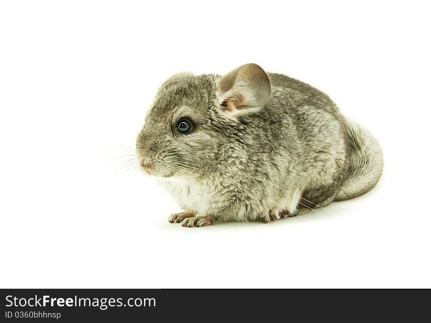 Chinchilla