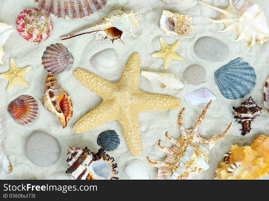 Starfish and shells on the beach