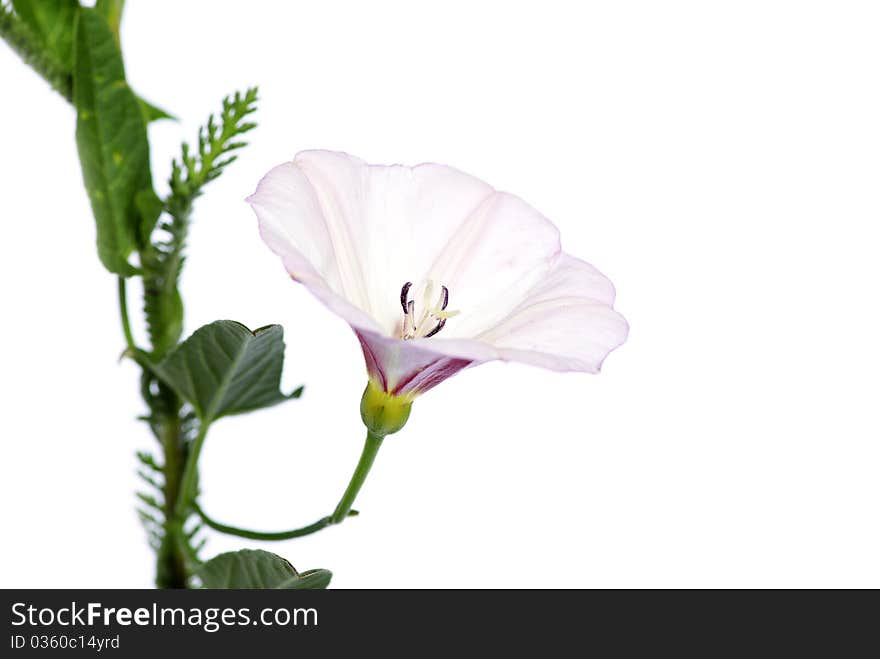 Beautiful flowers on white background