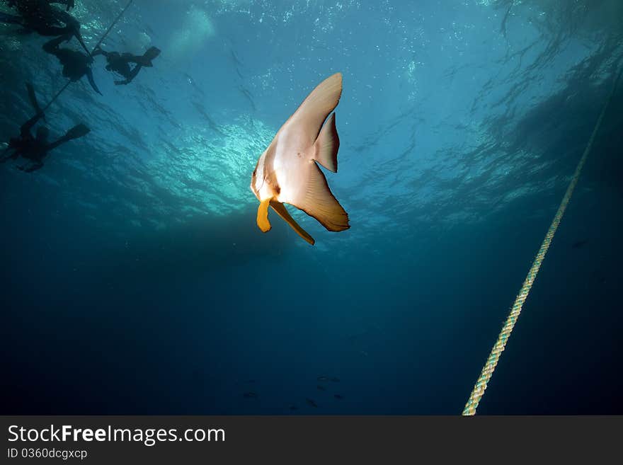 Spadefish Above The SS Thistlegorm.