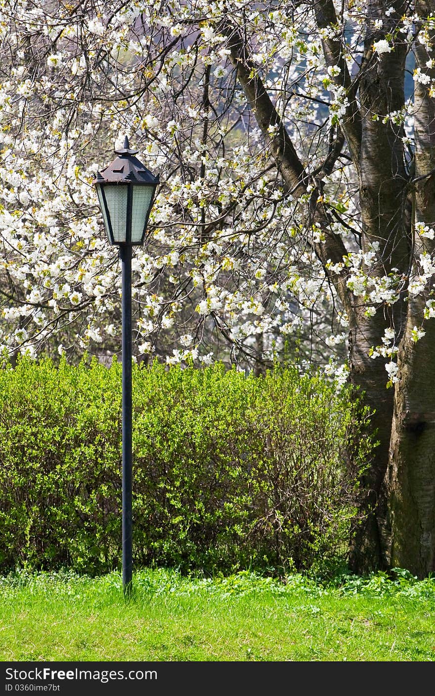 Lantern in a blooming spring park