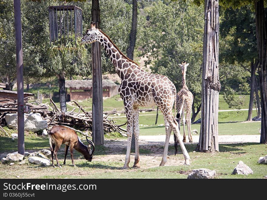 Giraffe in the zoo eating green