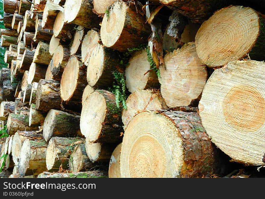 Image showing ends of cut logs. Image showing ends of cut logs