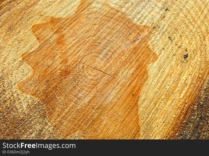 Close Up Of Cut Log